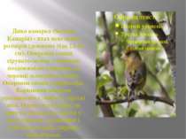 Дика канарка (Serinus Канарія) - птах невеликих розмірів (довжина тіла 12-14 ...