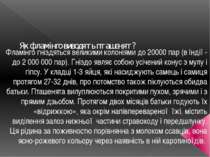 Як фламінго виводять пташенят? Фламінго гніздяться великими колоніями до 2000...