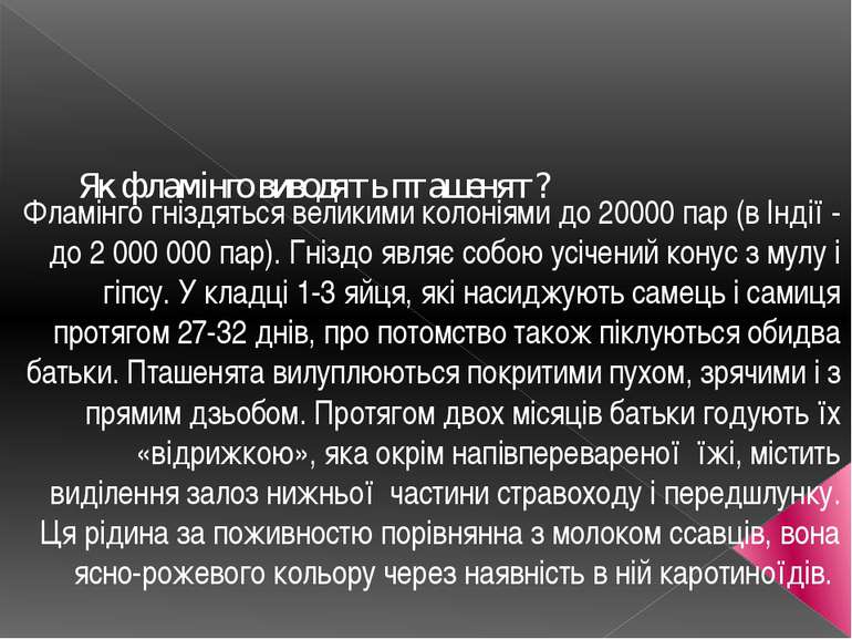 Як фламінго виводять пташенят? Фламінго гніздяться великими колоніями до 2000...