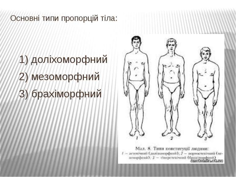 Основні типи пропорцій тіла:  1) доліхоморфний 2) мезоморфний 3) брахіморфний