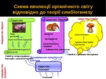 Схема еволюції органічного світу відповідно до теорії симбіогенезу Царство Ба...