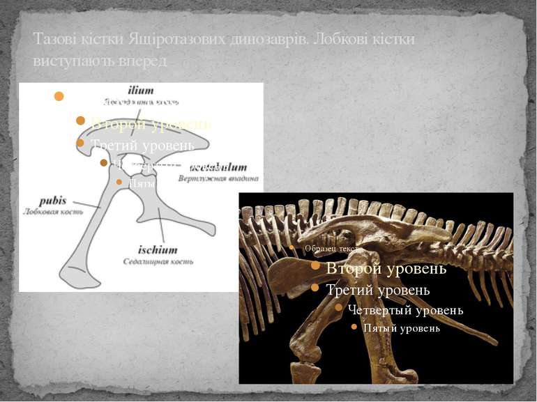 Тазові кістки Ящіротазових динозаврів. Лобкові кістки виступають вперед