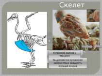 Скелет птаха - череп; - шийні хребці; - вилка; - цівка; - стегно; - куприкова...