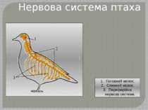 Нервова система птаха Головний мозок; Спинний мозок; Периферійна нервова сист...