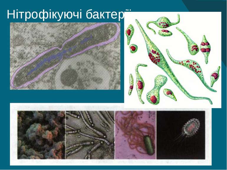 Нітрофікуючі бактерії 9