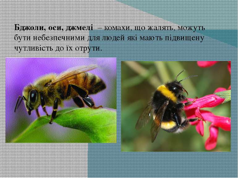 Бджоли, оси, джмелі  – комахи, що жалять, можуть бути небезпечними для людей ...