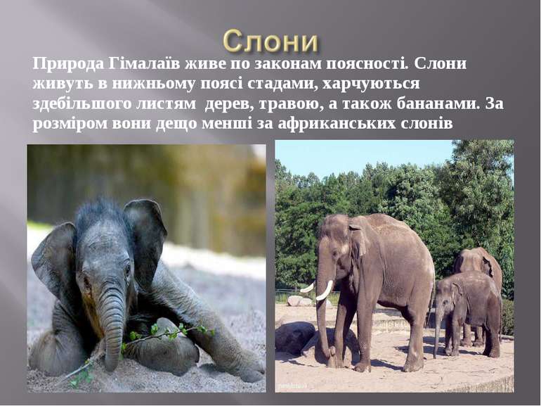 Природа Гімалаїв живе по законам поясності. Слони живуть в нижньому поясі ста...