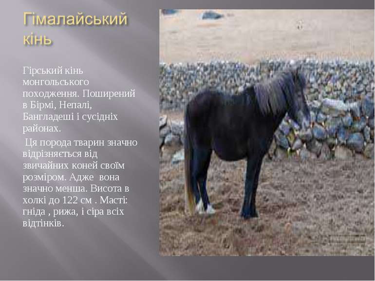 Гірський кінь монгольського походження. Поширений в Бірмі, Непалі, Бангладеші...