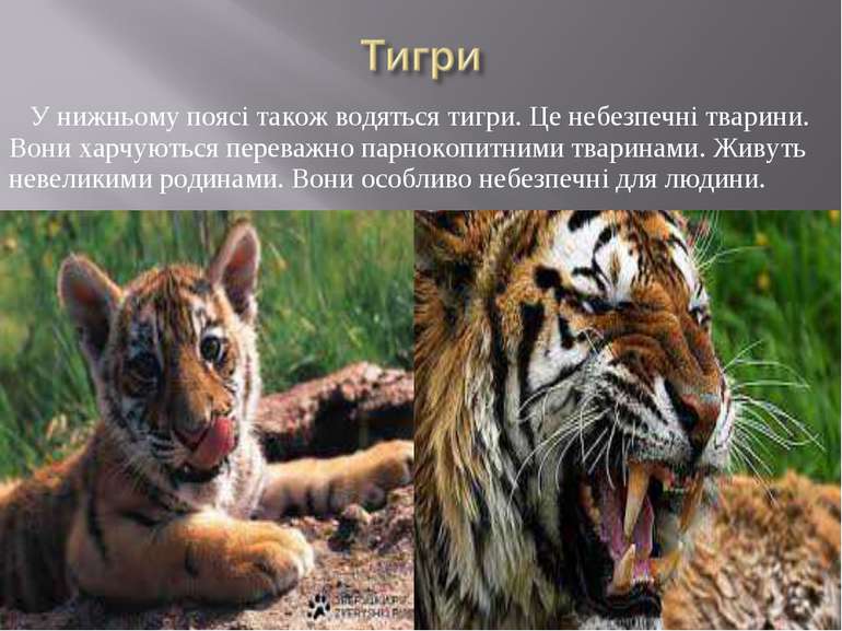 У нижньому поясі також водяться тигри. Це небезпечні тварини. Вони харчуються...