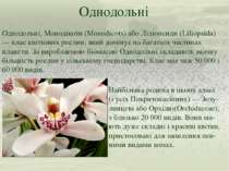 Однодольні Однодольні, Монодікоти (Monodicots) або Ліліопсиди (Liliopsida) — ...