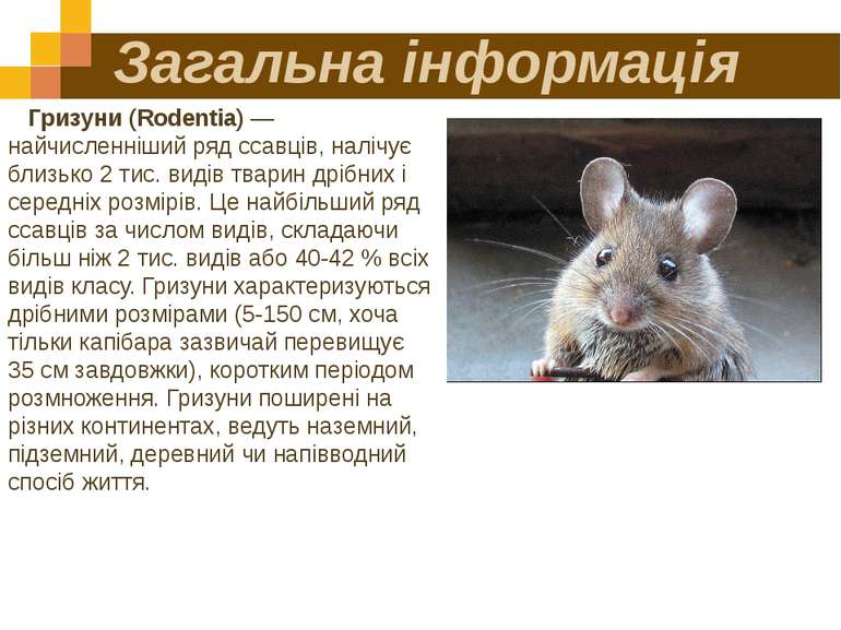 Загальна інформація Гризуни (Rodentia) — найчисленніший ряд ссавців, налічує ...