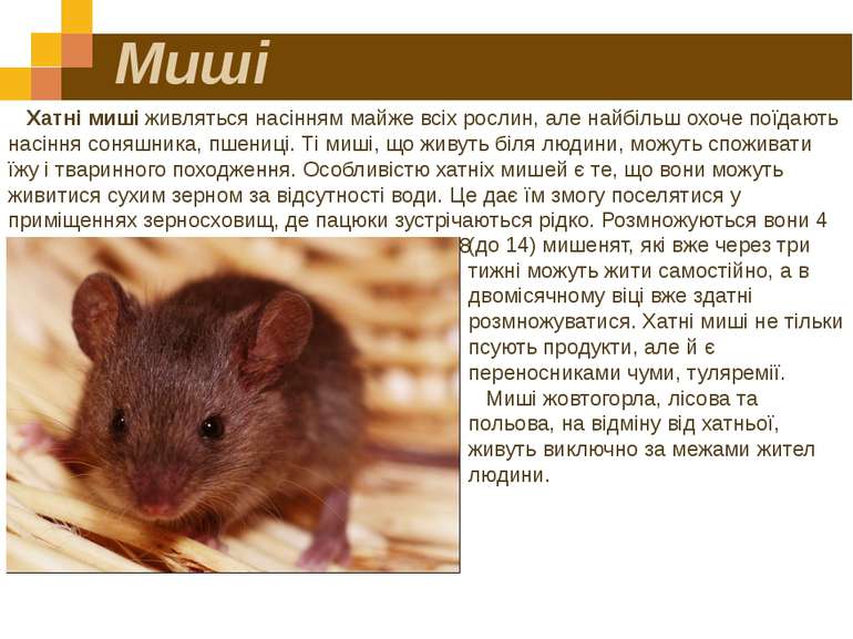 Миші Хатні миші живляться насінням майже всіх рослин, але найбільш охоче поїд...