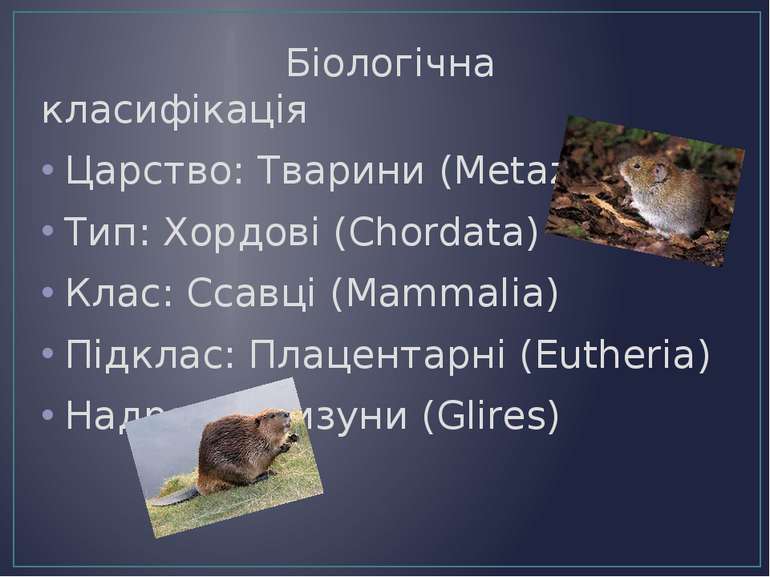 Біологічна класифікація Царство: Тварини (Metazoa) Тип: Хордові (Chordata) Кл...