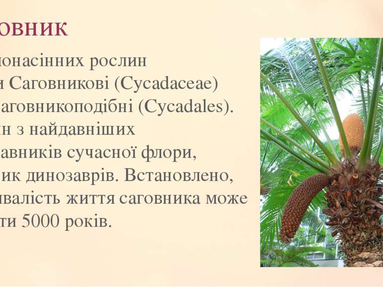 Саговник Рід голонасінних рослин родини Саговникові (Cycadaceae) ряду Саговни...