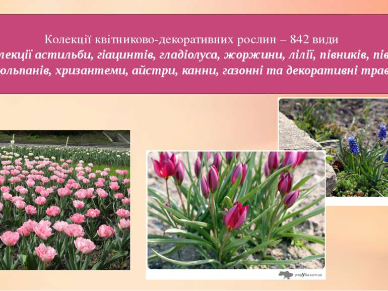 Колекції квітниково-декоративних рослин – 842 види – колекції астильби, гіаци...
