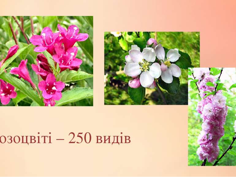 Розоцвіті – 250 видів