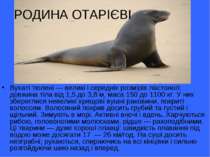 РОДИНА ОТАРІЄВІ Вухаті тюлені — великі і середніх розмірів ластоногі: довжина...