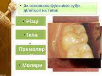За основною функцією зуби діляться на типи: Різці Ікла Премоляри Моляри
