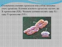 Сполучення статевих хромосом між собою визначає стать організму. Клітини жіно...