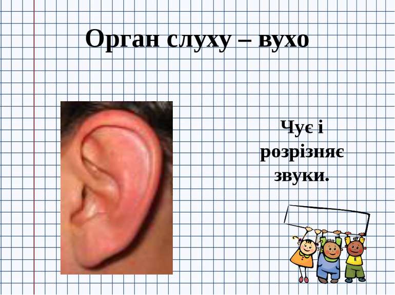 Орган слуху – вухо Чує і розрізняє звуки.