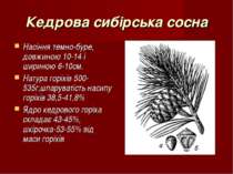 Кедрова сибірська сосна Насіння темно-буре, довжиною 10-14 і шириною 6-10см. ...