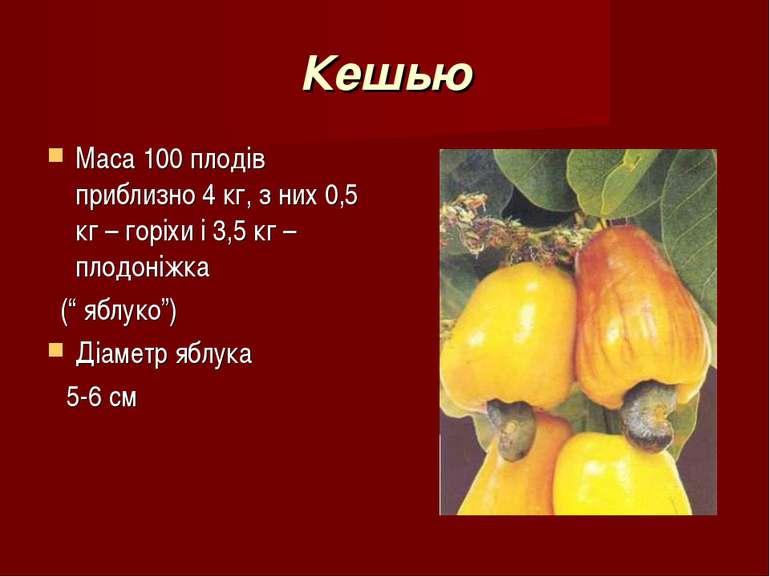 Кешью Маса 100 плодів приблизно 4 кг, з них 0,5 кг – горіхи і 3,5 кг – плодон...