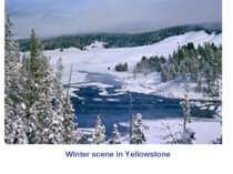 Winter scene in Yellowstone