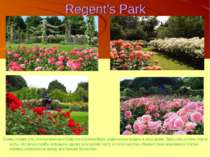 Regent’s Park Схемы посадок роз, использованные в Саду роз королевы Мэри, ред...