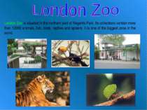 London Zoo is situated in the northern part of Regents Park. Its collections ...