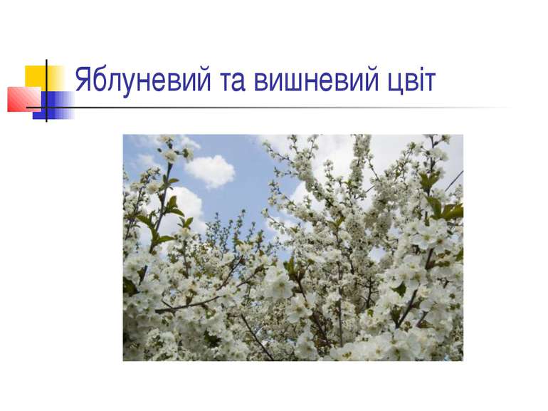 Яблуневий та вишневий цвіт