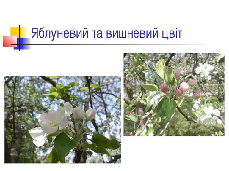 Яблуневий та вишневий цвіт