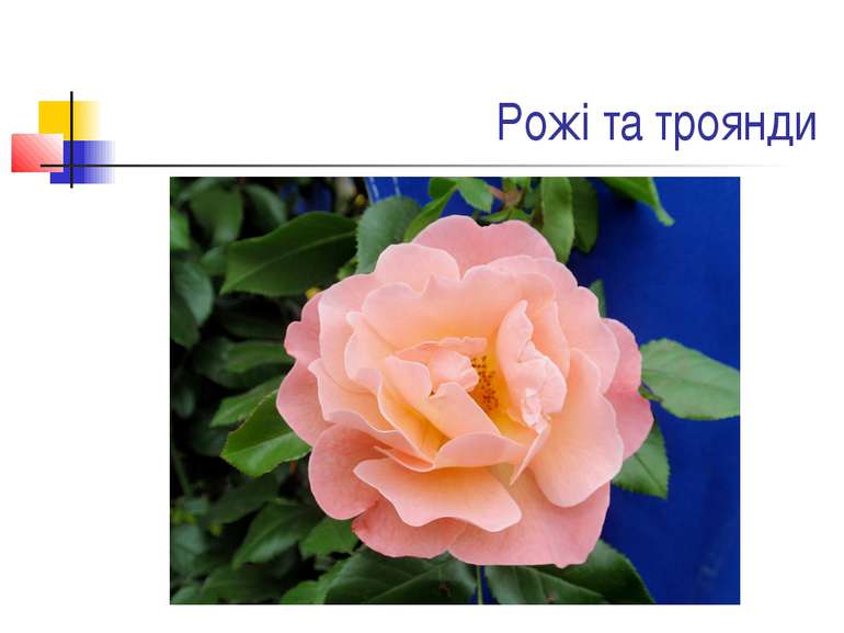 Рожі та троянди