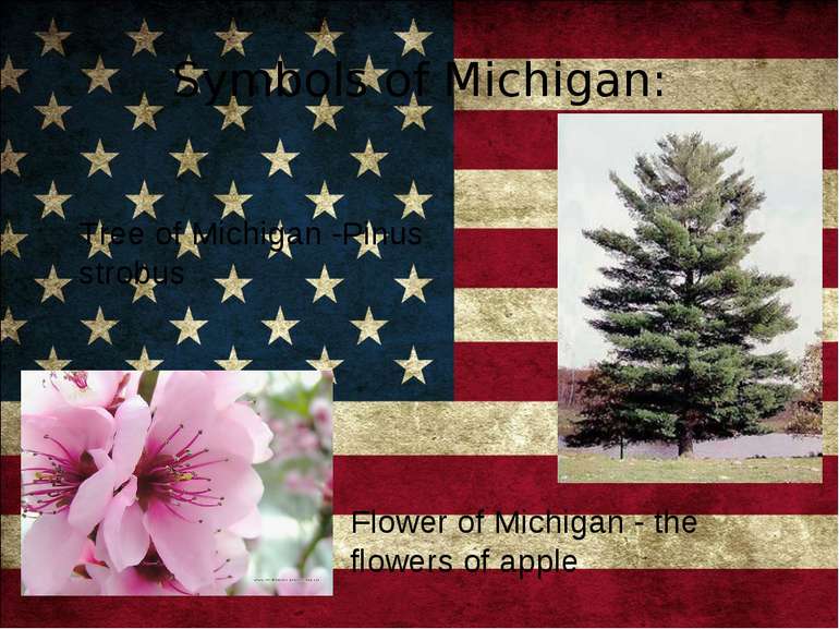 Symbols of Michigan: Tree of Michigan -Pinus strobus Flower of Michigan - the...