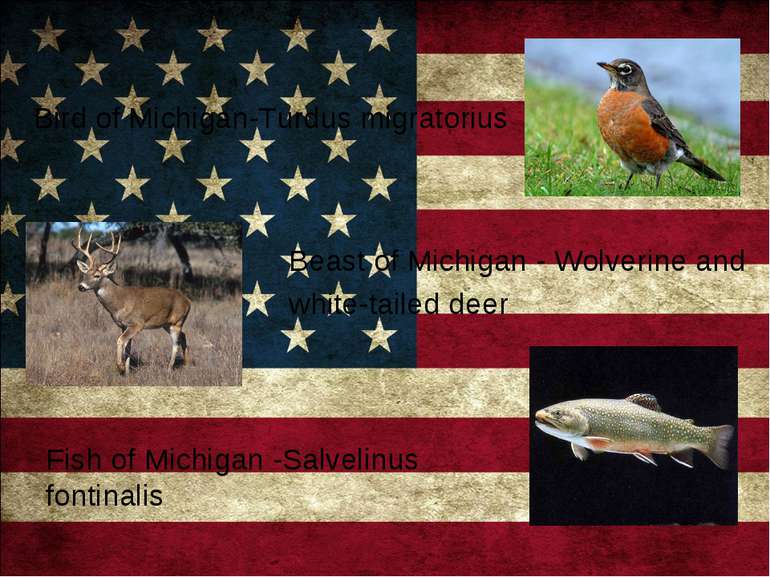 Bird of Michigan-Turdus migratorius Beast of Michigan - Wolverine and white-t...