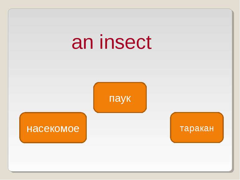 an insect насекомое паук таракан