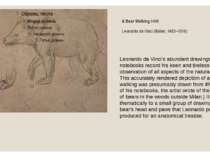 A Bear Walking,1490 Leonardo da Vinci (Italian, 1452–1519) Leonardo da Vinci'...