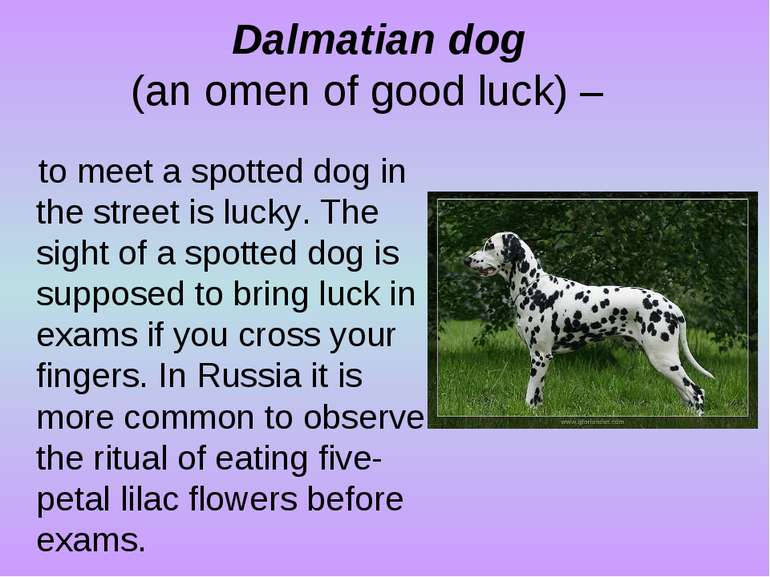 Dalmatian dog (an omen of good luck) – to meet a spotted dog in the street is...