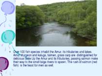 Over 100 fish species inhabit the Amur, its tributaries and lakes. Amur sturg...
