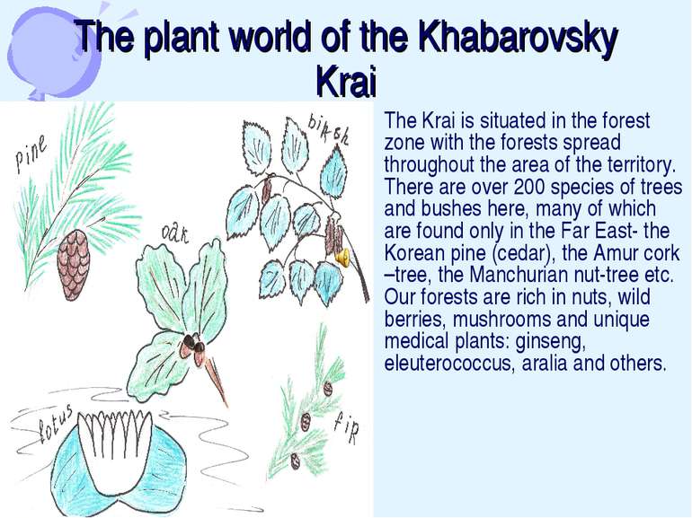 The plant world of the Khabarovsky Krai The Krai is situated in the forest zo...