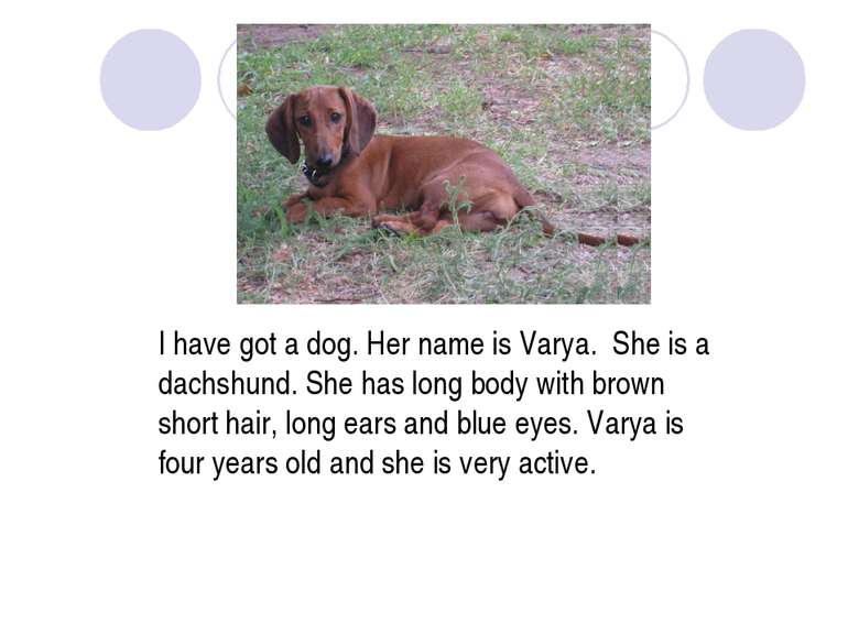 I have got a dog. Her name is Varya. She is a dachshund. She has long body wi...