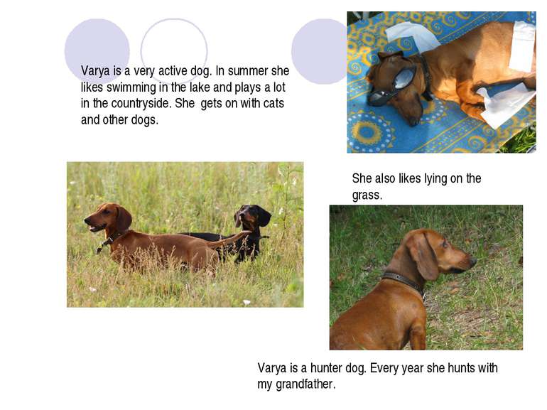 Varya is a very active dog. In summer she likes swimming in the lake and play...