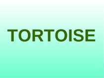 TORTOISE