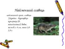 Найменший ссавець найменший сучас. ссавець України - бурозубка-крихітка (Б. m...
