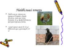 Найбільші птахи Найбільшими літаючими птахами в Україні є дрофа звичайна, мас...