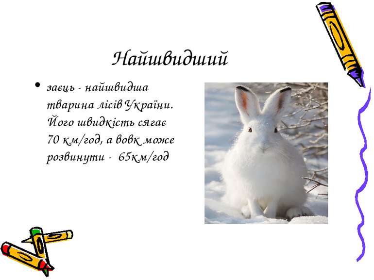 Найшвидший заєць - найшвидша тварина лісів України. Його швидкість сягає 70 к...