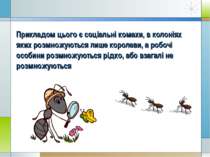 Прикладом цього є соціальні комахи, в колоніях яких розмножуються лише короле...