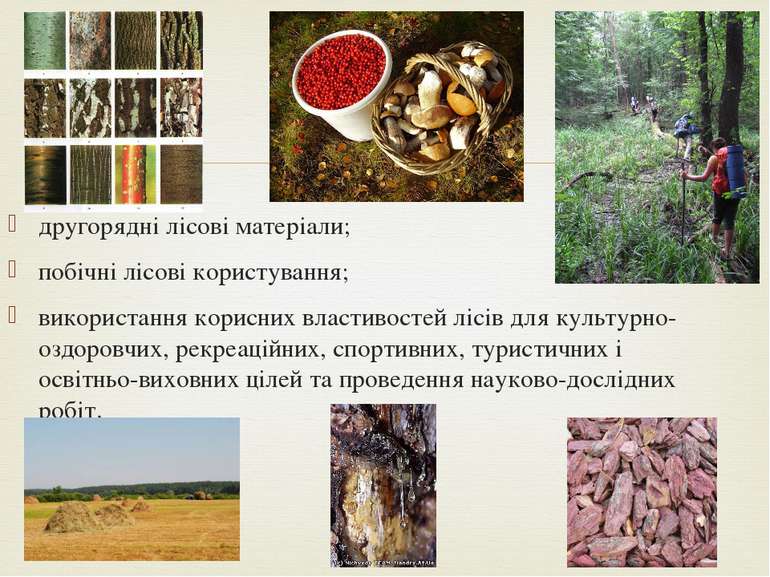 другорядні лісові матеріали; побічні лісові користування; використання корисн...