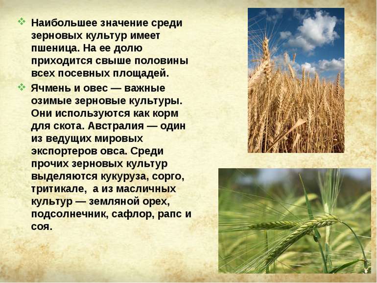 Наибольшее значение среди зерновых культур имеет пшеница. На ее долю приходит...