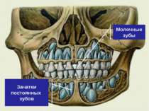 Молочные зубы Зачатки постоянных зубов
