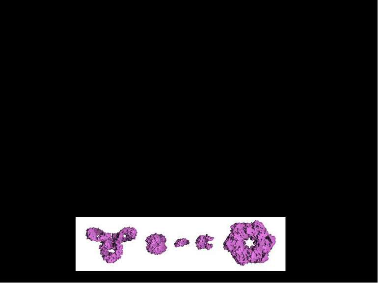 Прості і складні білки Прості білки містять тільки амінокислоти, зв'язані в л...